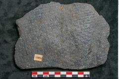 Foto (Detailansicht) von Sigillaria sp. (NHMW-GEO-2024-0188-11216)